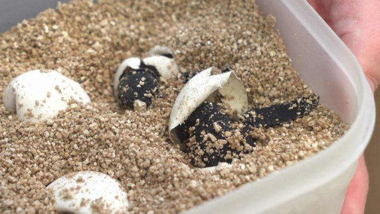 ¡Descubre en cuánto tiempo nacen los huevos de tortuga y sorpréndete con su asombrosa incubación!