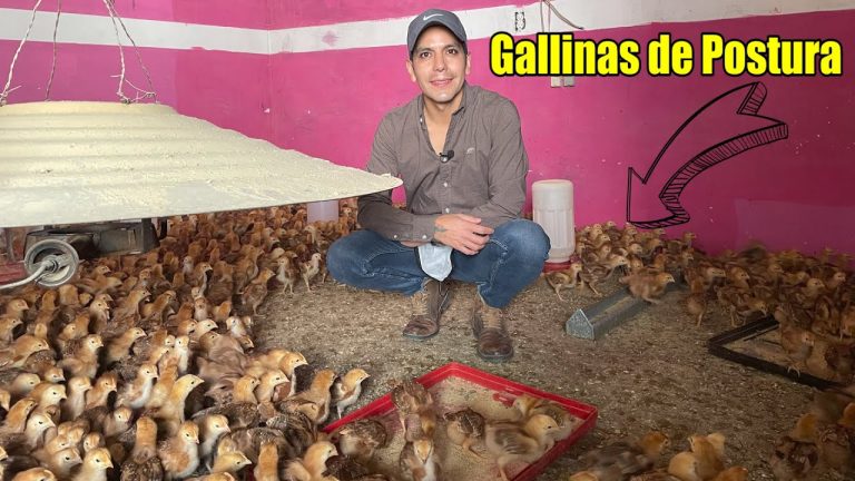 El lucrativo negocio de las gallinas de postura: ¡Descubre cómo ganar dinero con estos aves!